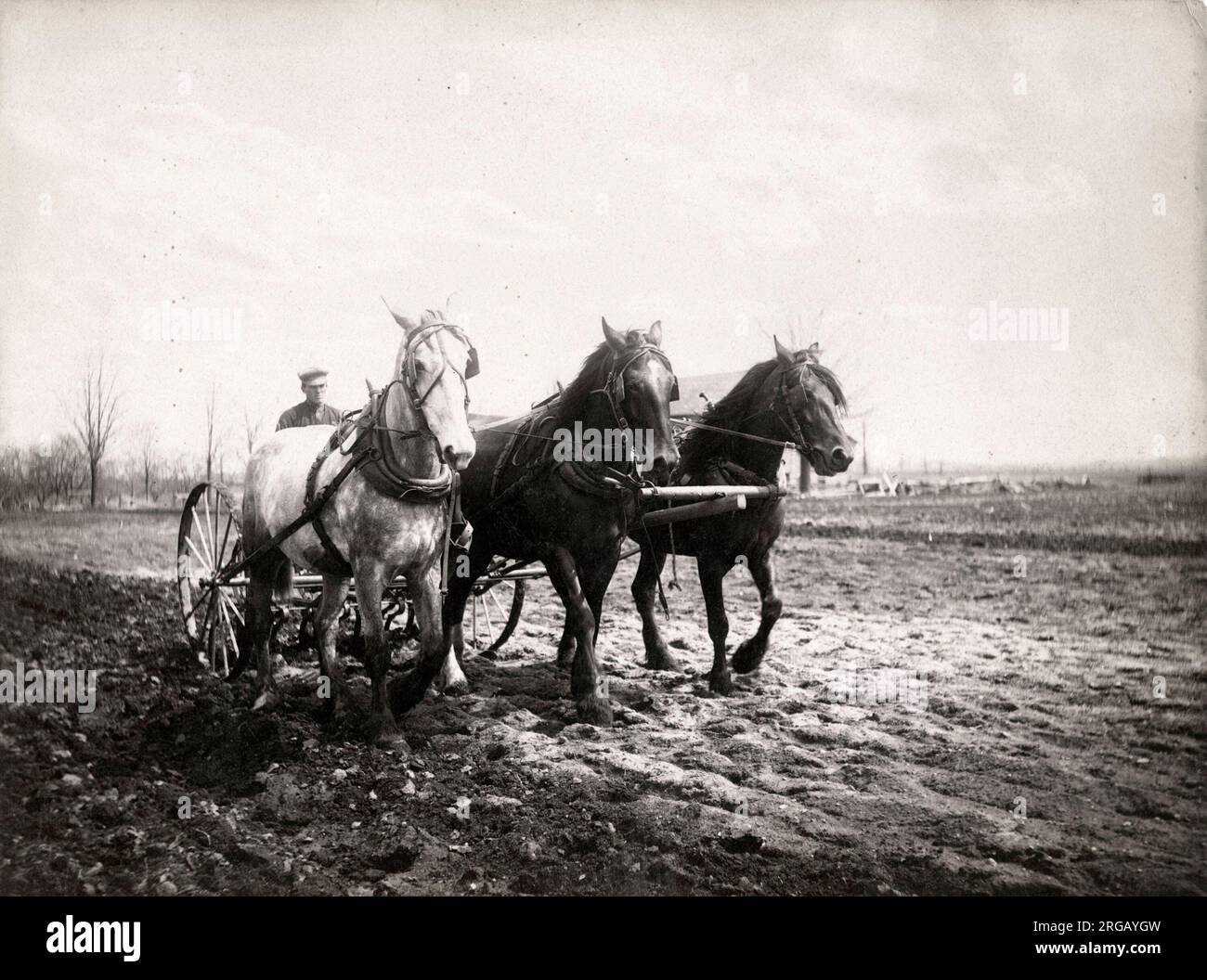 Landwirtschaft in Kanada - ein Team von drei Pferde ziehen eine Egge über gepflügte Land, c 1920. Stockfoto