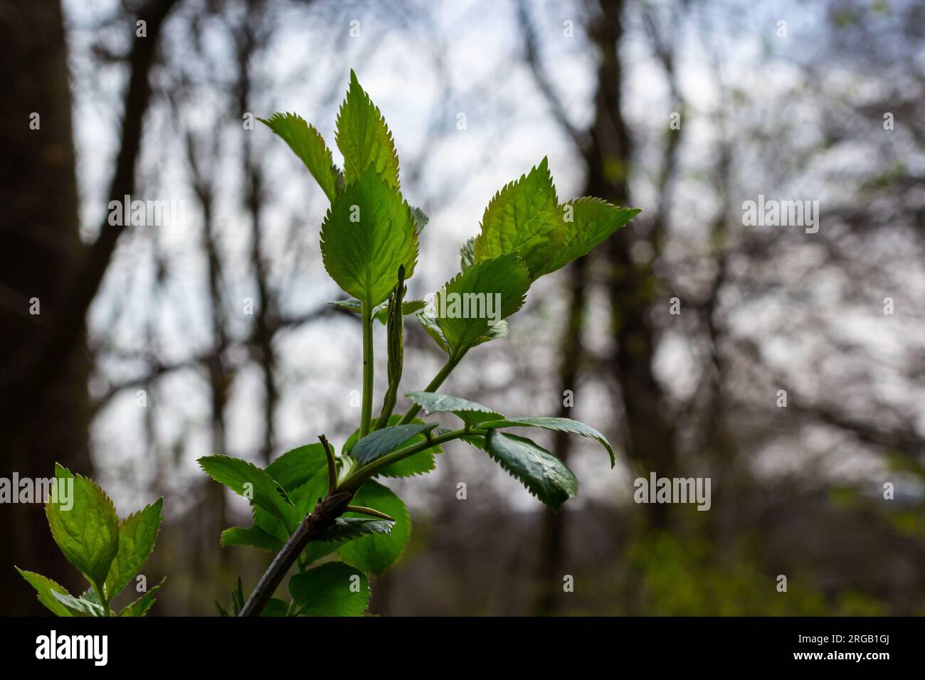 Große grüne Knospen verzweigen. Junge grüne Blätter aus dicken grünen Knospen. Zweige mit neuem Laub, erleuchtet von der Tagessonne. Frühlingstag. Stockfoto