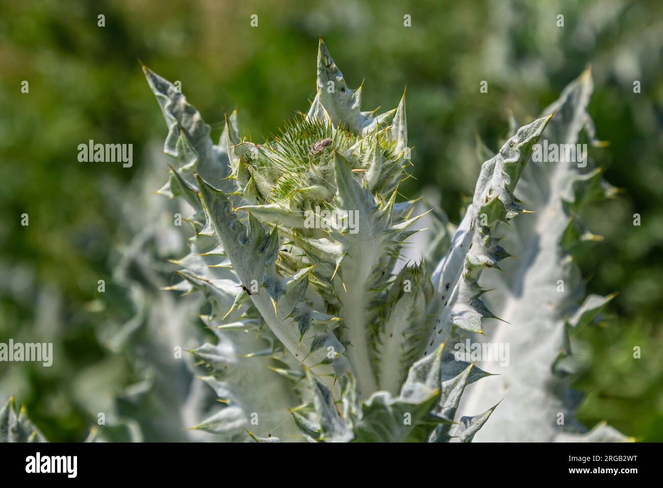 Onopordum Acanthium blüht im Juni früh. Onopordum Acanthium, Baumwolldistel, Schottische oder schottische Distel, ist eine blühende Pflanze in der Familie Ast Stockfoto