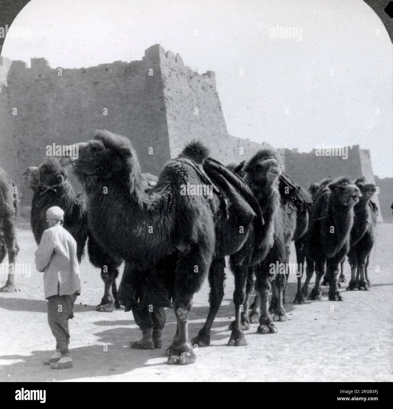 Camel Caravan, Stadt wallls, Peking, Peking, China 1900 Stockfoto