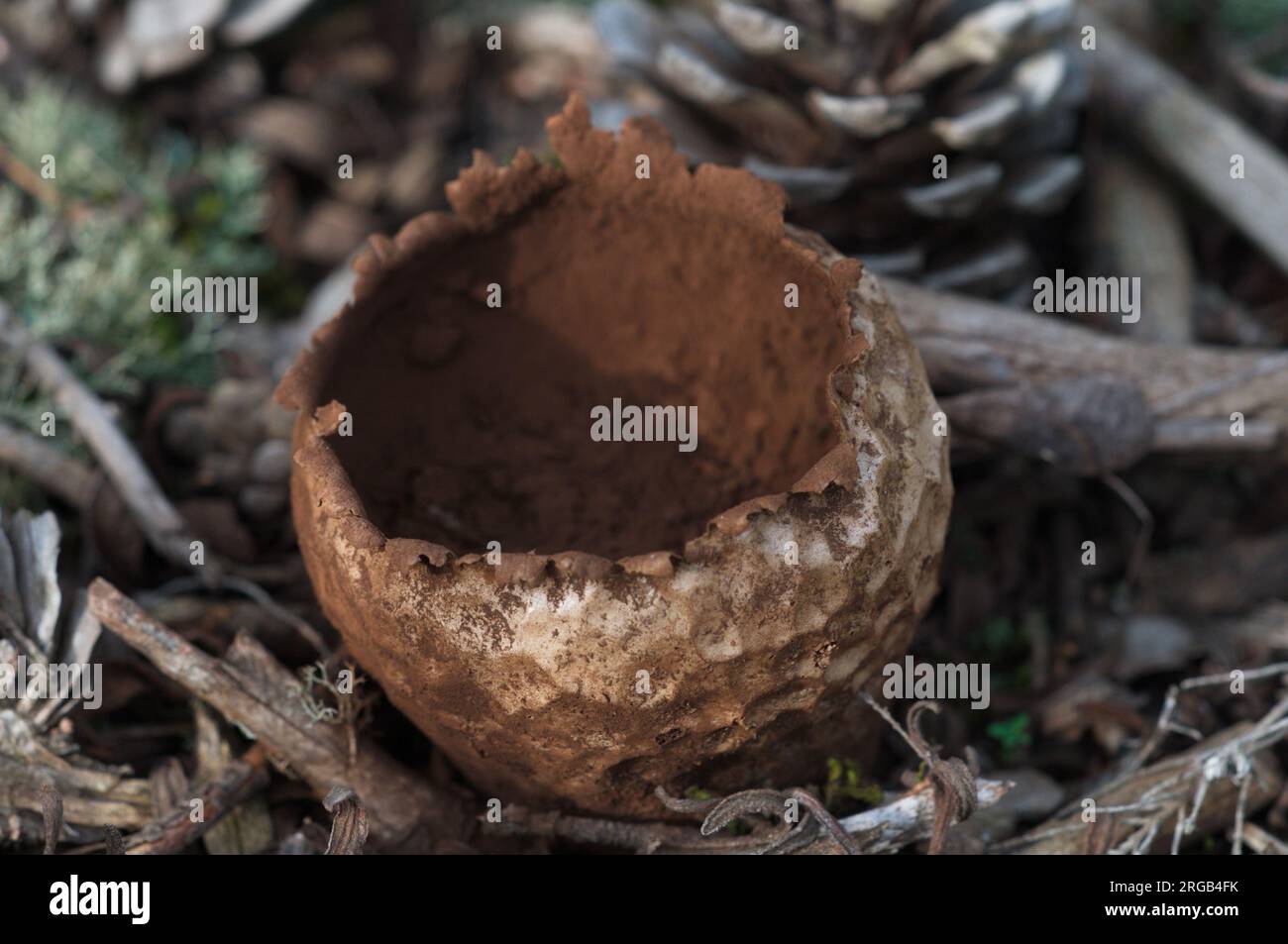 Pilze im Wald. Setas en el bosque. Stockfoto