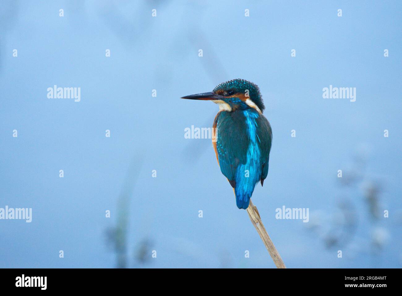 Ein Königsfischer auf einem Schilf .UN Martín pescador posado en una caña Stockfoto