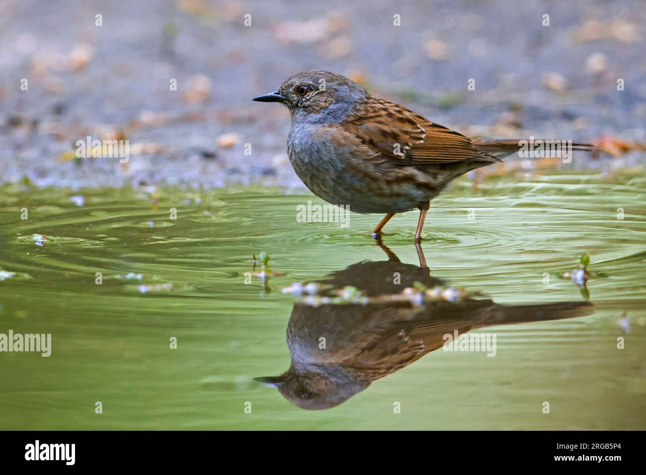 Dunnock-/Heckenakzentor (Prunella modularis/Motacilla modularis) Baden in Wasser aus einem Teich/einer Pfütze Stockfoto