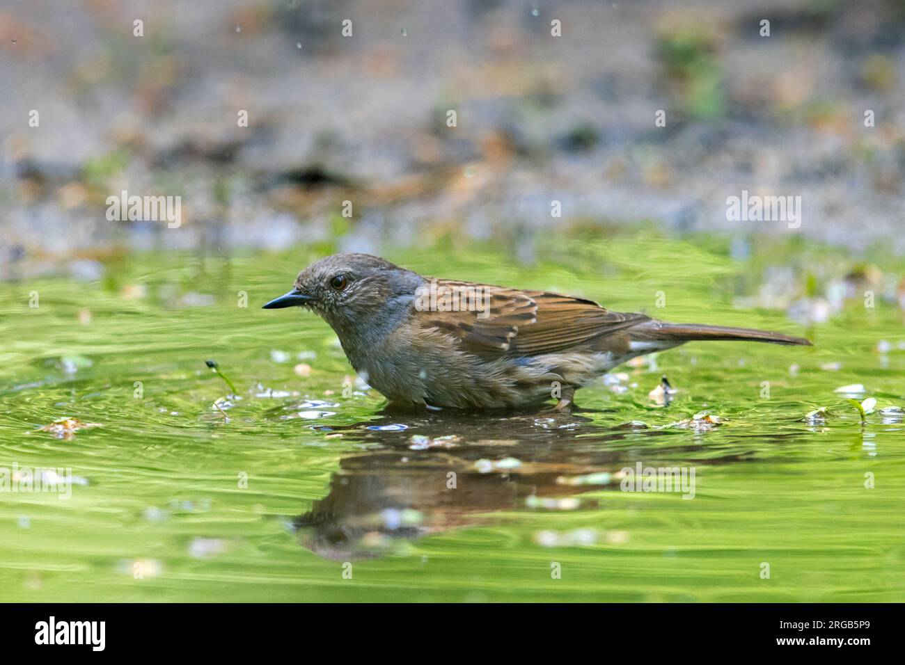 Dunnock-/Heckenakzentor (Prunella modularis/Motacilla modularis) Baden in Wasser aus einem Teich/einer Pfütze Stockfoto