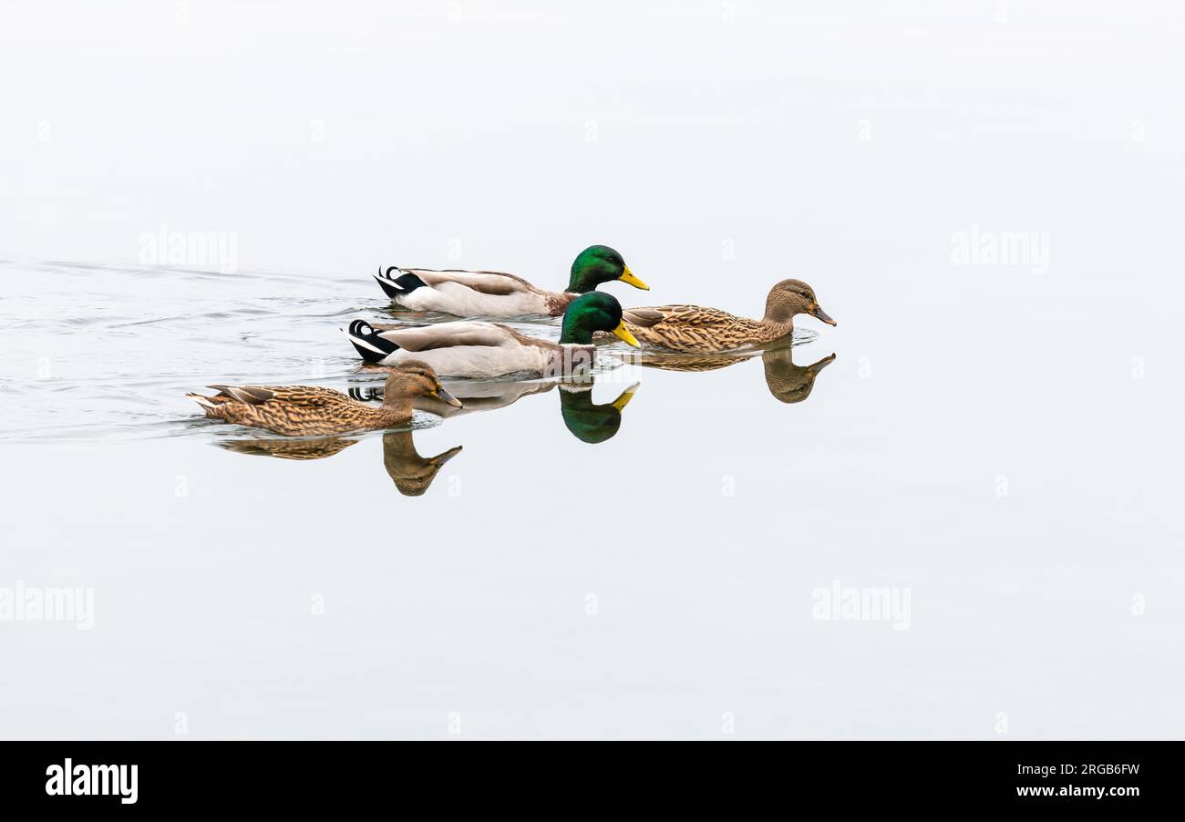 Eine Herde von Mallard-Enten in Windermere, Lake District National Park, Cumbria, England Stockfoto
