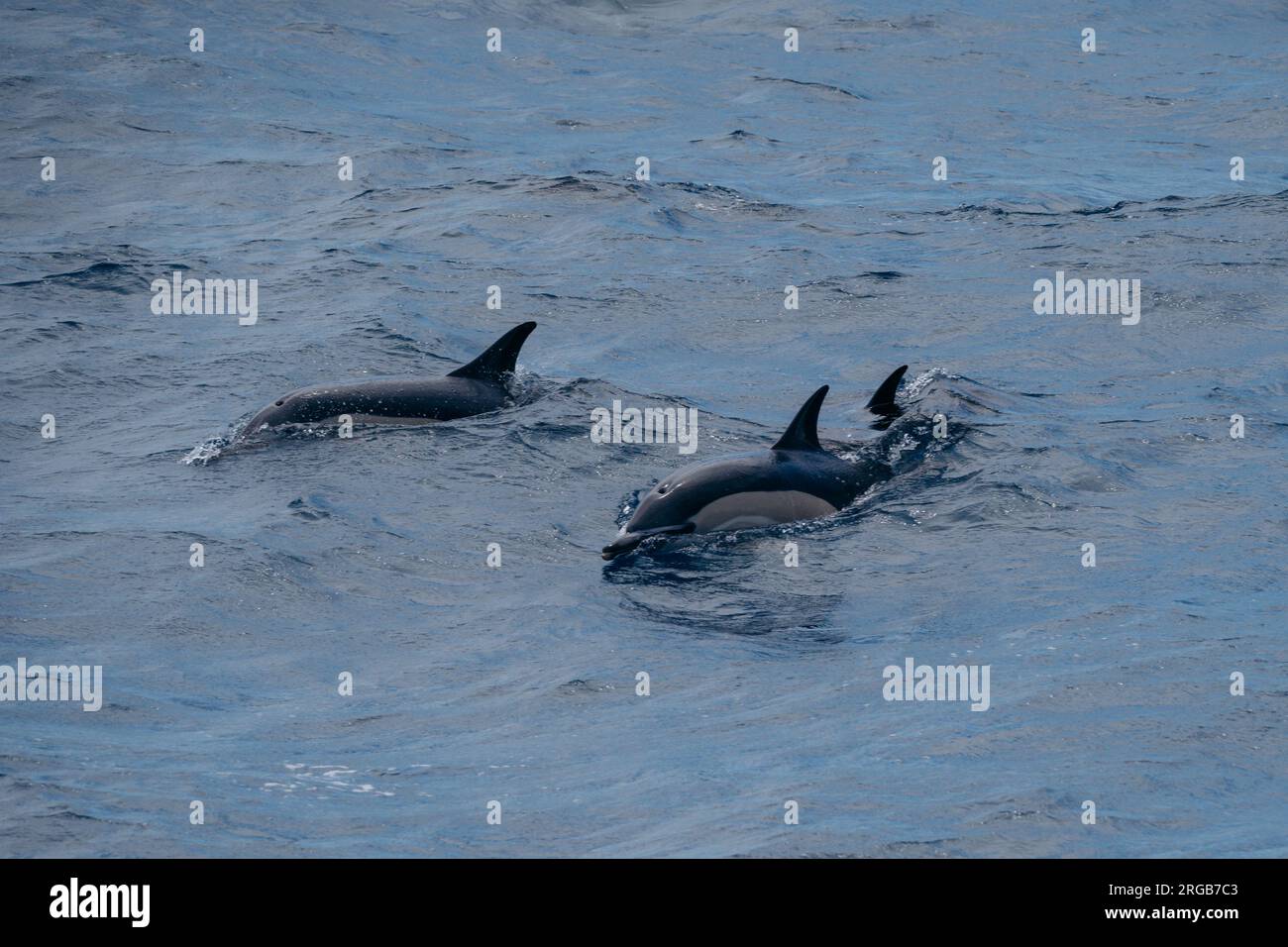 Der Delfin ist ein weltweit gefundenes Meeressäugetier, das durch sein Sanduhrmuster und seine verspielte Natur bekannt ist. Stockfoto