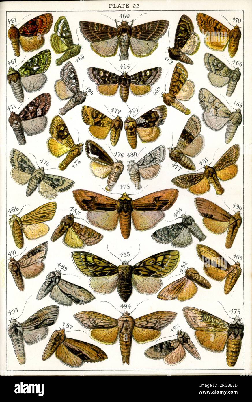 Schmetterlinge und Motten, Plate 22, Noctuae, Hadenidae. Stockfoto