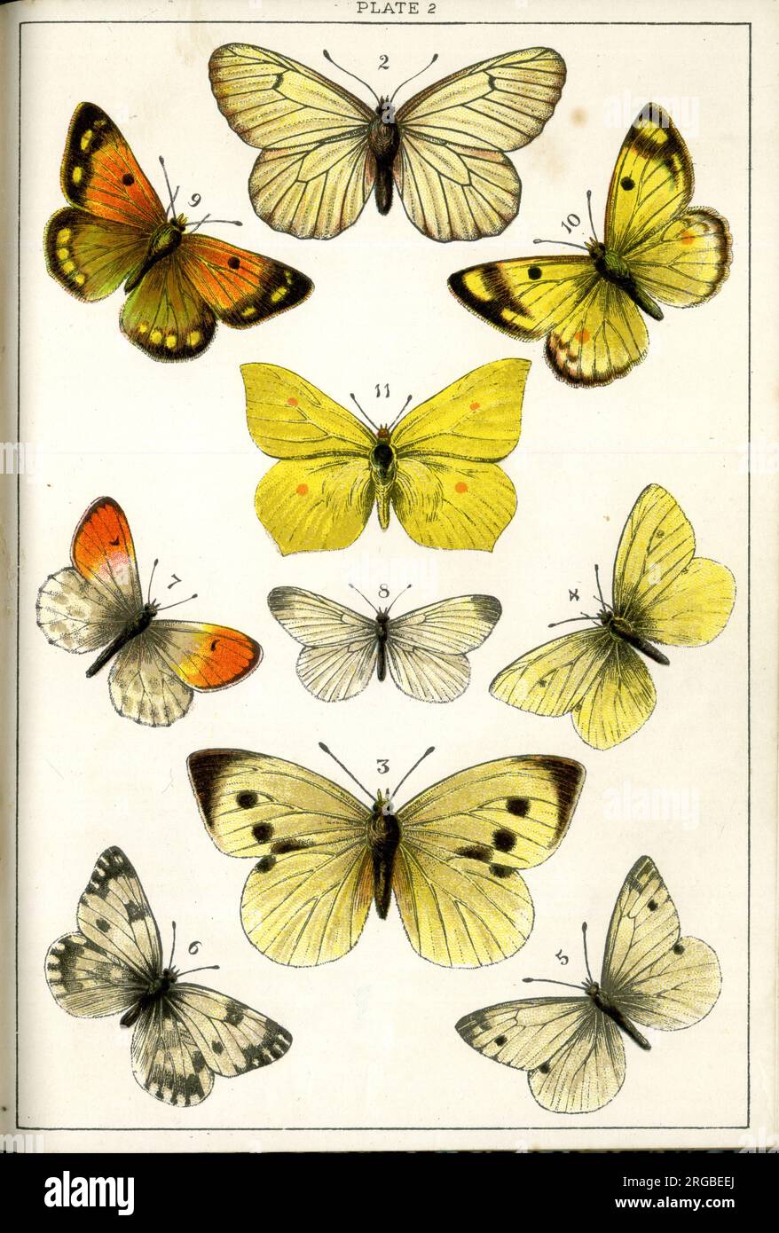 Schmetterlinge und Motten, Platte 2, Papilione, Pieridae. Stockfoto