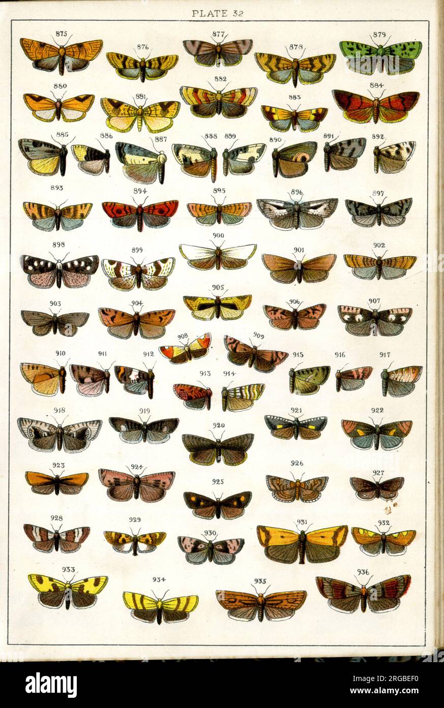 Schmetterlinge und Motten, Platte 32, Tortrices. Stockfoto