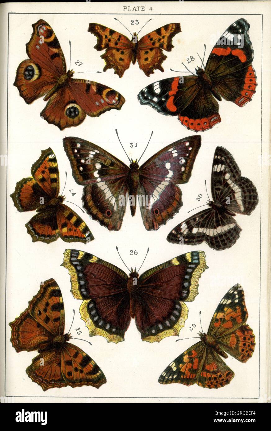 Schmetterlinge und Motten, Platte 4, Papilione, Nymphalidae. Stockfoto