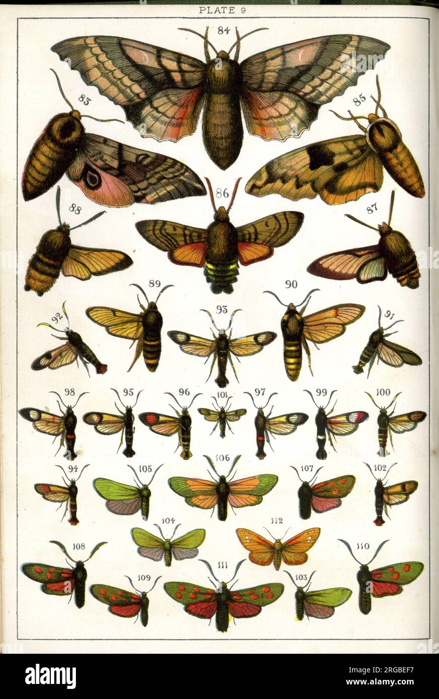 Schmetterlinge und Motten, Plate 9, Sphingidae, Sphingidae, Sesiiidae, Zygaenidae, Syntomidae. Stockfoto