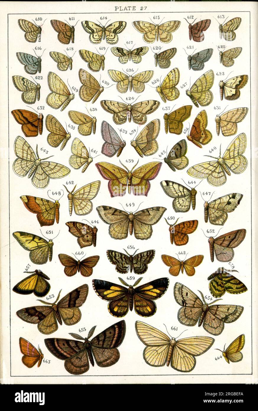 Schmetterlinge und Motten, Plate 27, Geometrae, Acidaliidae, Caberidae, Macariidae, Fidoniidae. Stockfoto