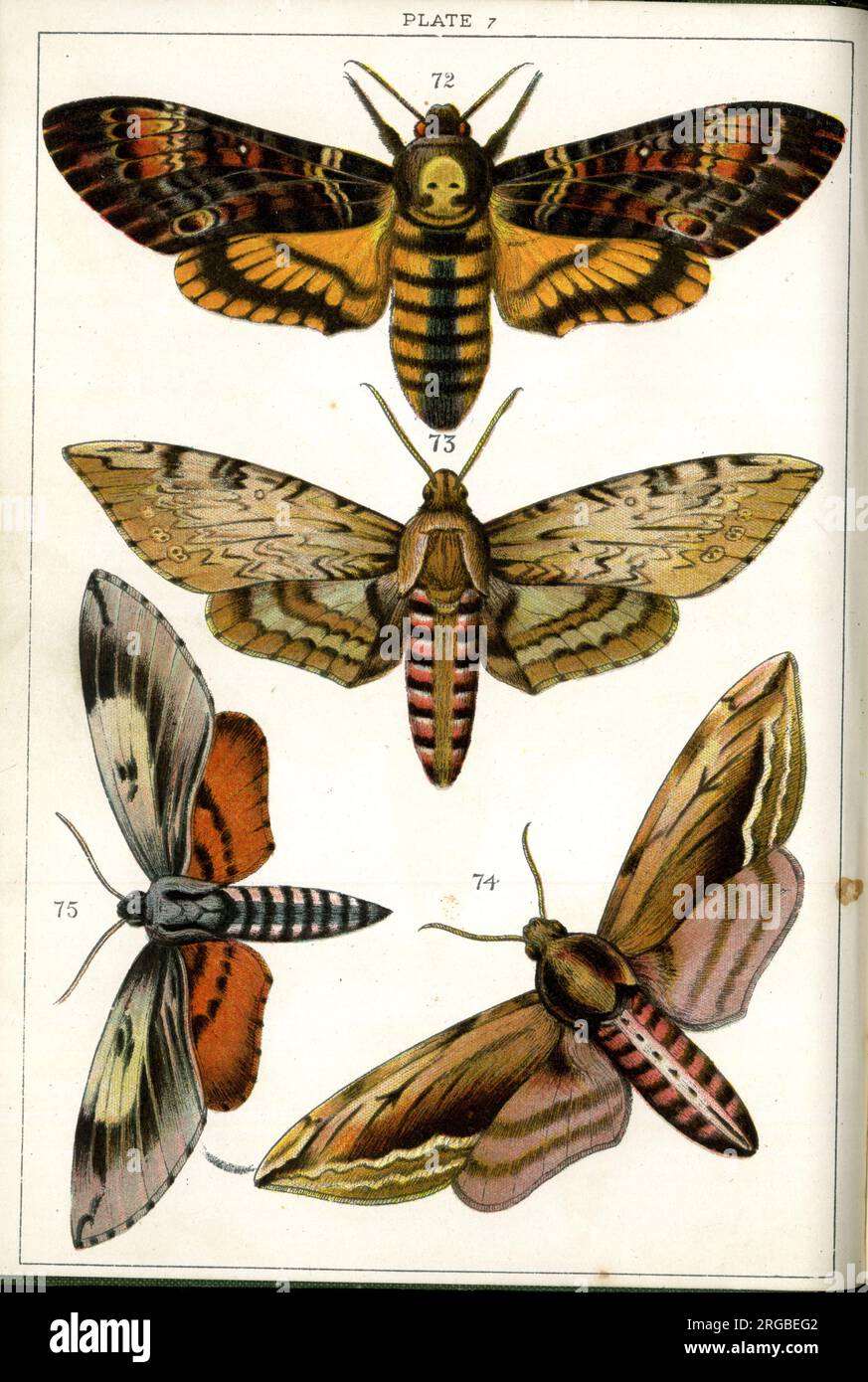 Schmetterlinge und Motten, Platte 7, Sphingidae. Stockfoto