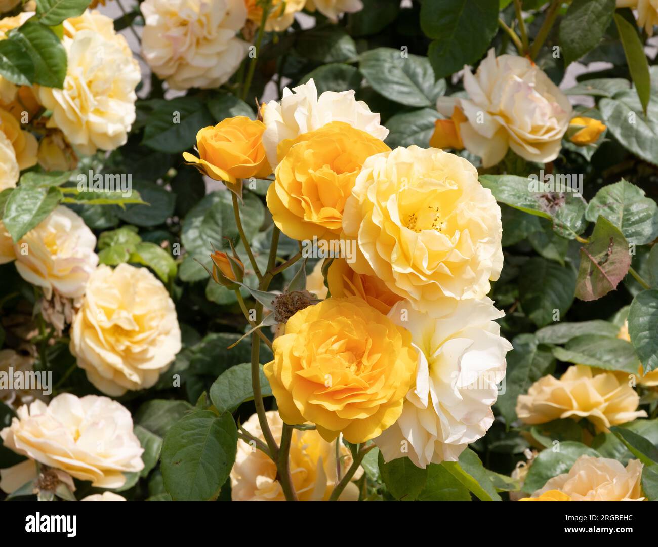 Absolutely Fabulous Rose Stockfoto