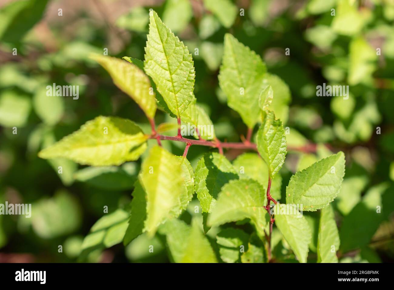 Zürich, Schweiz, 14. Juli 2023 Prunus Triloba oder blühende Pflaume im botanischen Garten Stockfoto