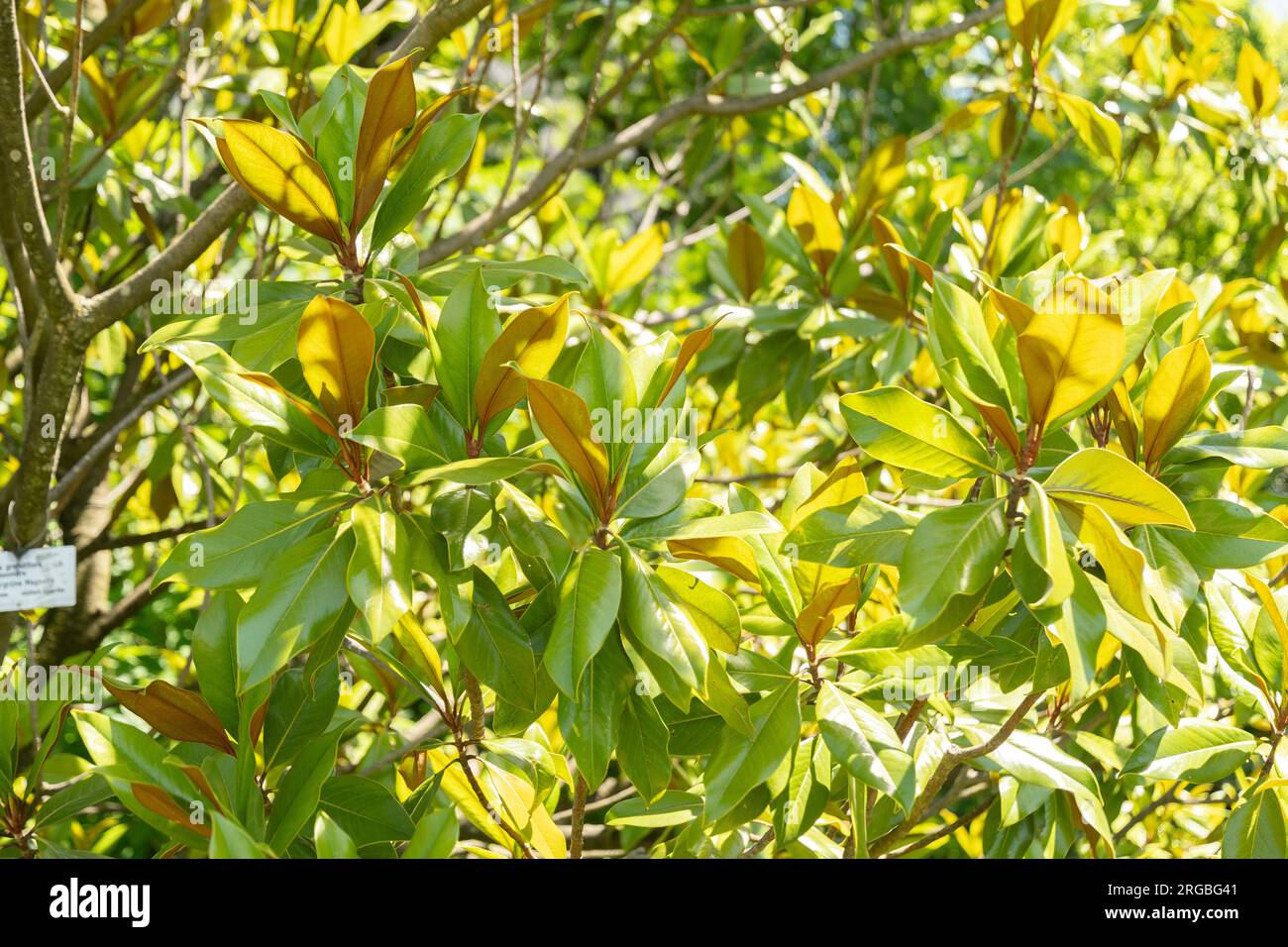 Zürich, Schweiz, 14. Juli 2023 Magnolia Grandiflora oder Bullenbucht im botanischen Garten Stockfoto