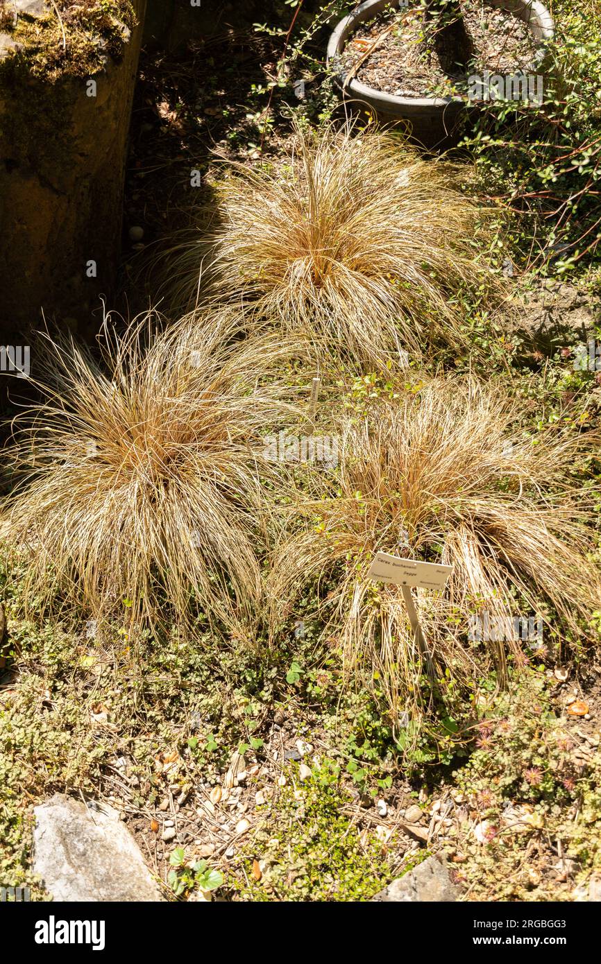 Zürich, Schweiz, 14. Juli 2023 Carex Buchanani oder leatherleaf Sedge im botanischen Garten Stockfoto