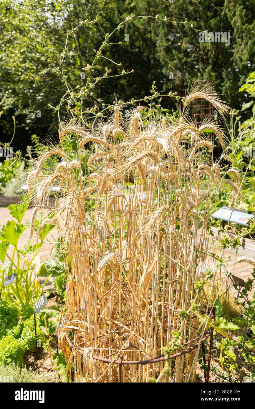 Zürich, Schweiz, 14. Juli 2023 Triticum Durum oder Pasta Weizenfabrik im botanischen Garten Stockfoto