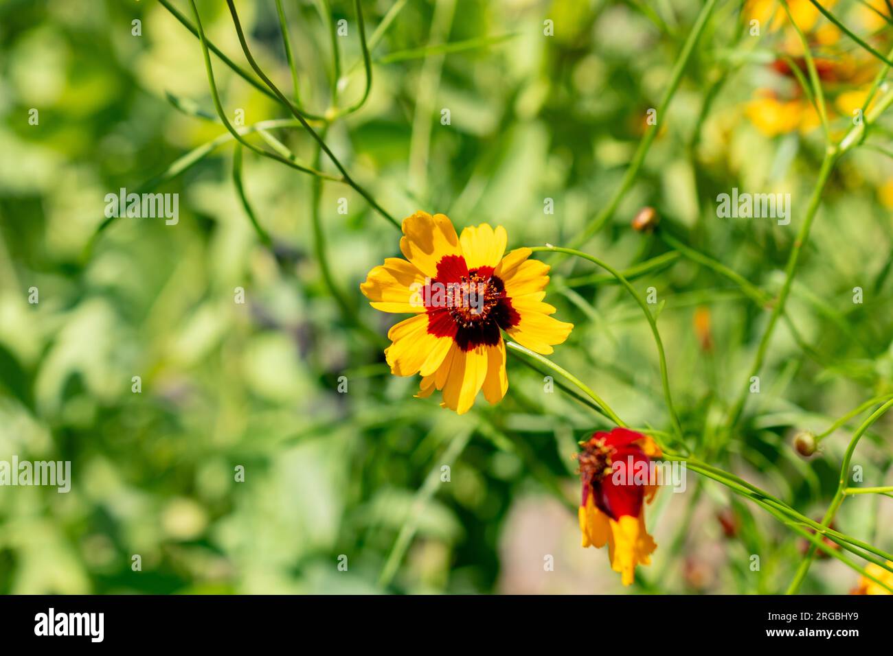 Zürich, Schweiz, 14. Juli 2023 Coreopsis Tinctoria oder goldene Tickseed Blume im botanischen Garten Stockfoto