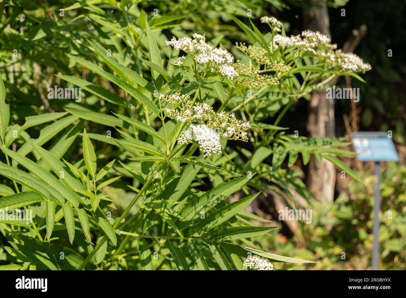 Zürich, Schweiz, 14. Juli 2023 Sambucus Ebulus oder dänen-Gras im botanischen Garten Stockfoto