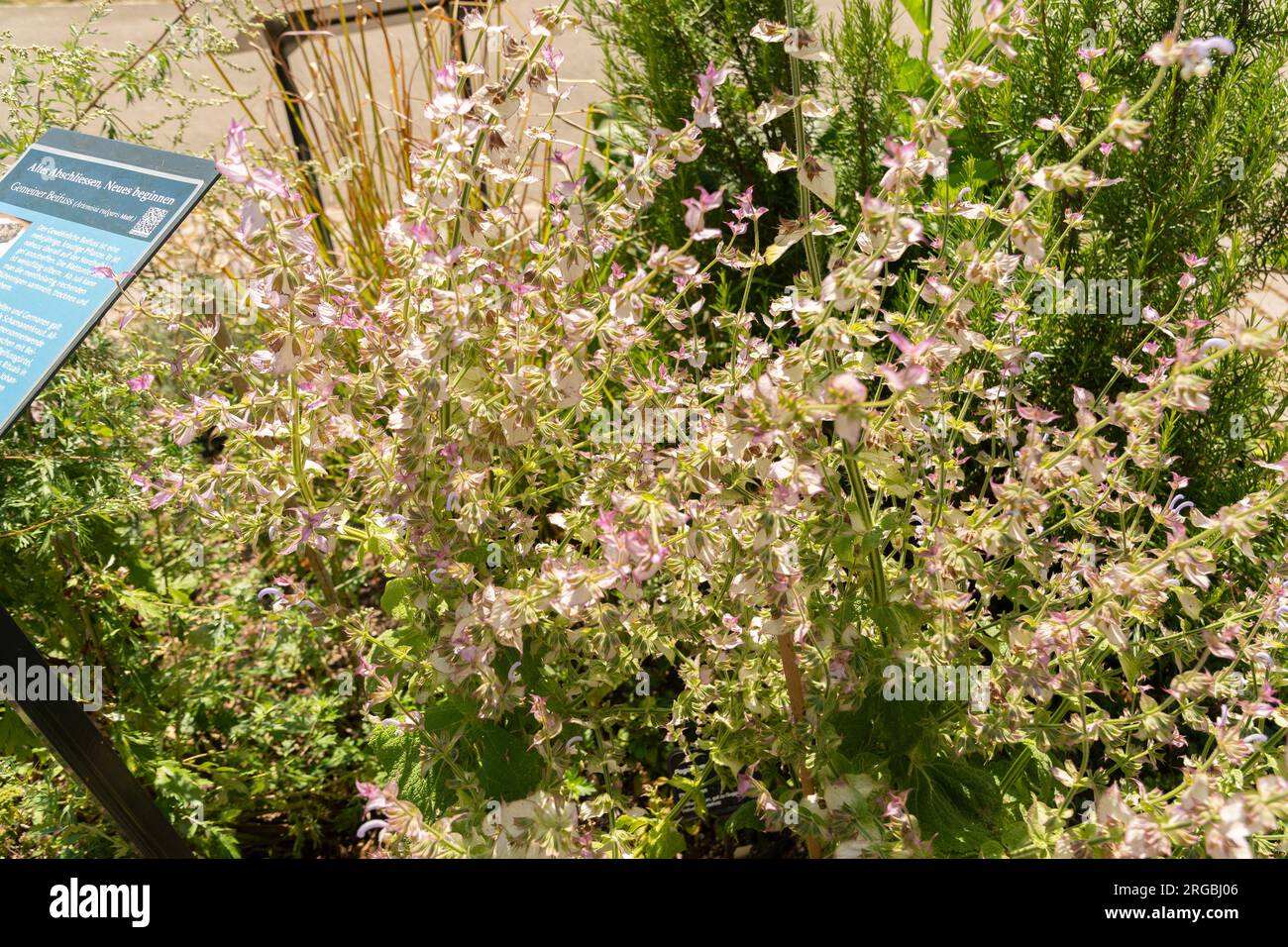 Zürich, Schweiz, 14. Juli 2023 Salvia Sclarea oder Clary Salbei im botanischen Garten Stockfoto