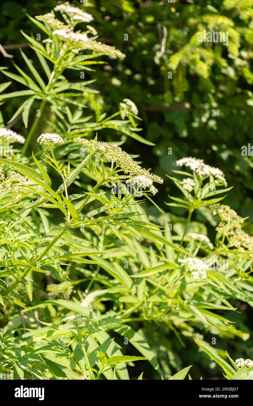 Zürich, Schweiz, 14. Juli 2023 Sambucus Ebulus oder dänen-Gras im botanischen Garten Stockfoto