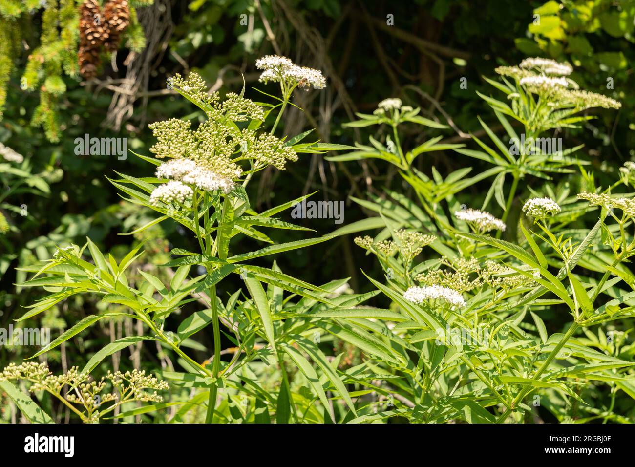 Zürich, Schweiz, 14. Juli 2023 Sambucus Ebulus oder dänen-Gras im botanischen Garten Stockfoto