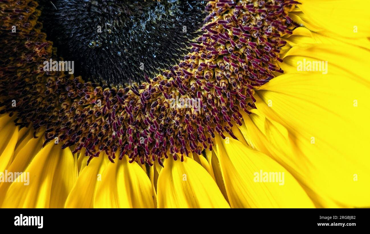 Sonnenblumen in Nahaufnahme Stockfoto