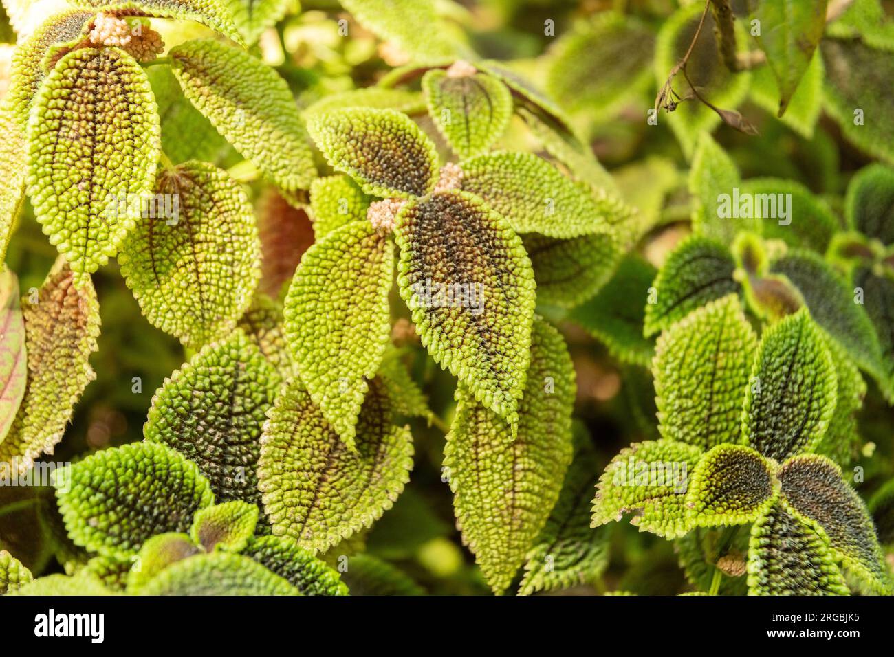 Zürich, Schweiz, 14. Juli 2023 Pilea Mollis oder Moontal Pilea im botanischen Garten Stockfoto