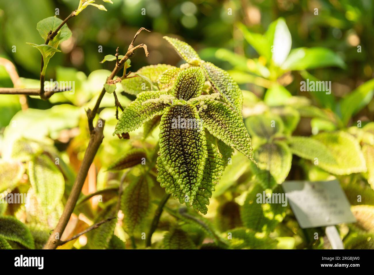 Zürich, Schweiz, 14. Juli 2023 Pilea Mollis oder Moontal Pilea im botanischen Garten Stockfoto