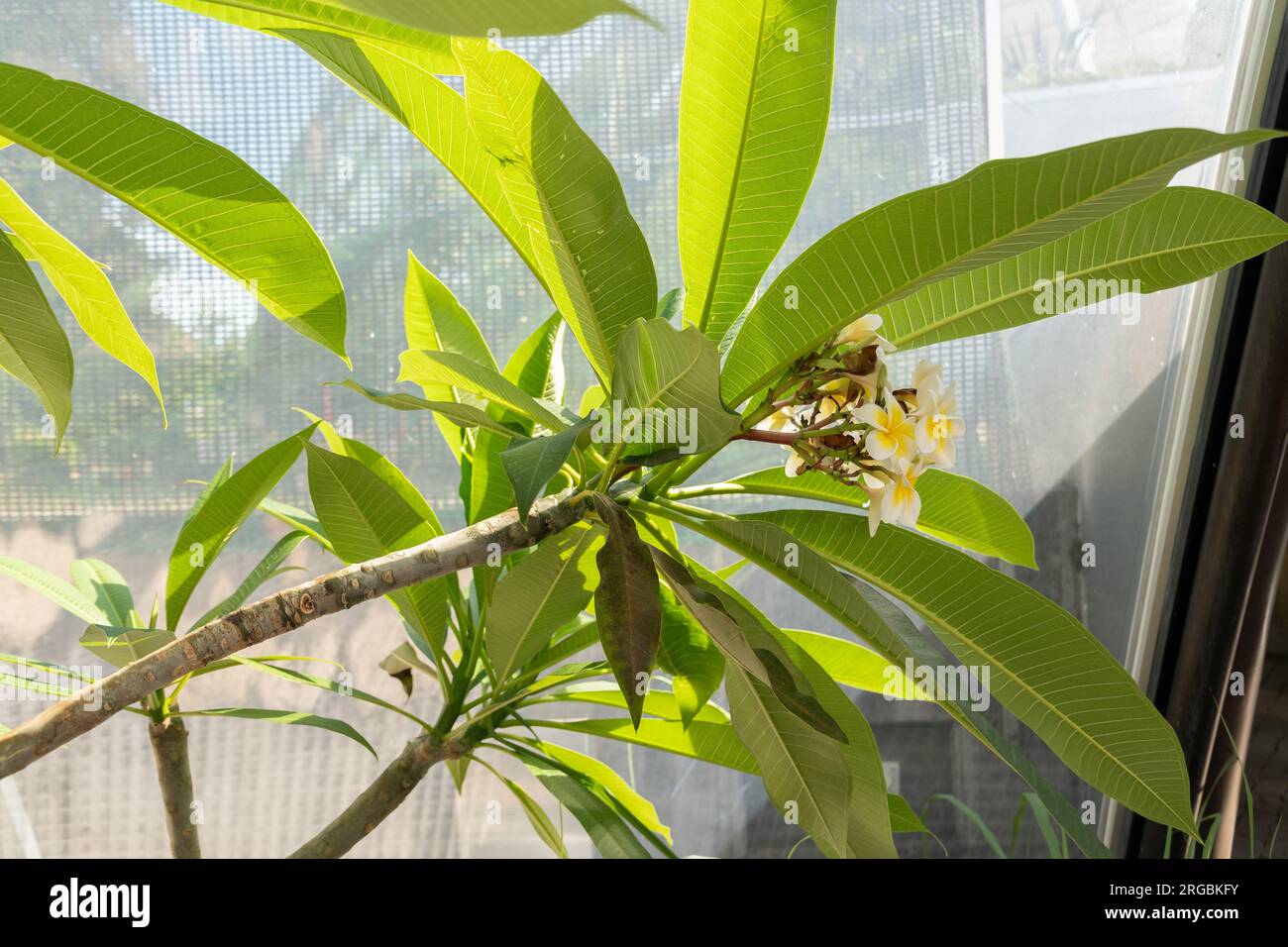 Zürich, Schweiz, 14. Juli 2023 Plumeria Alba im botanischen Garten Stockfoto