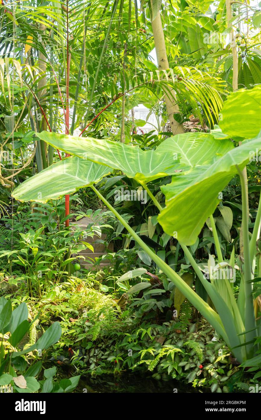 Zürich, Schweiz, 14. Juli 2023 tropische und exotische Pflanzen im botanischen Garten Stockfoto
