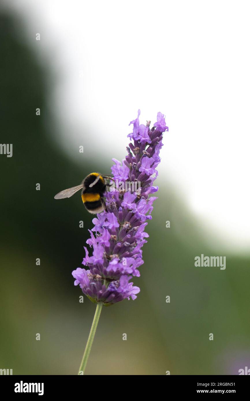 Vertikales Bild von Hummeln, die sich auf einer Lavendelpflanze niedergelassen haben, die sich auf Nektar ernährt, negativer, raumverschwommener Hintergrund Stockfoto