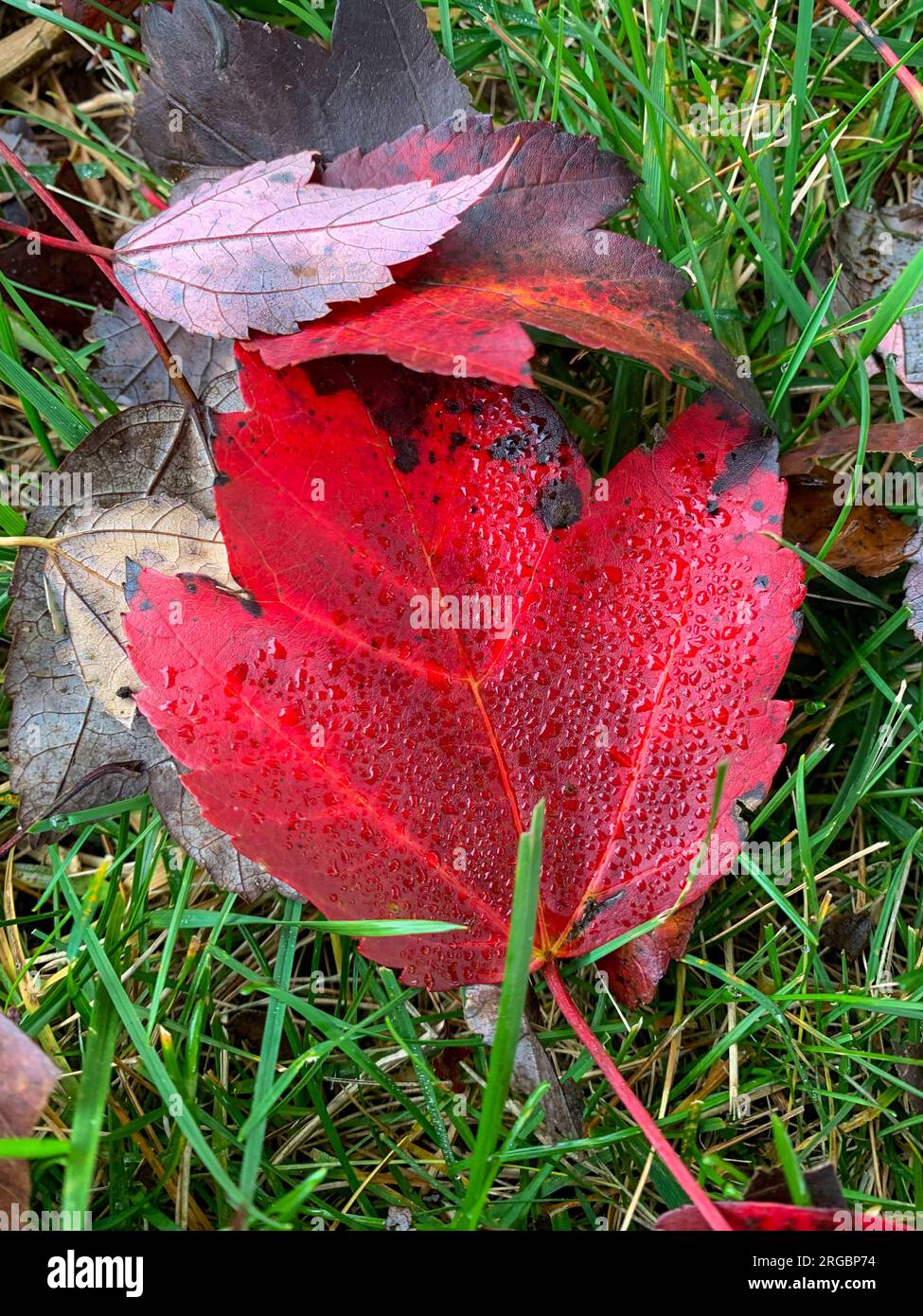 Rotes Blatt fällt auf das Gras, Regentropfen darauf Stockfoto