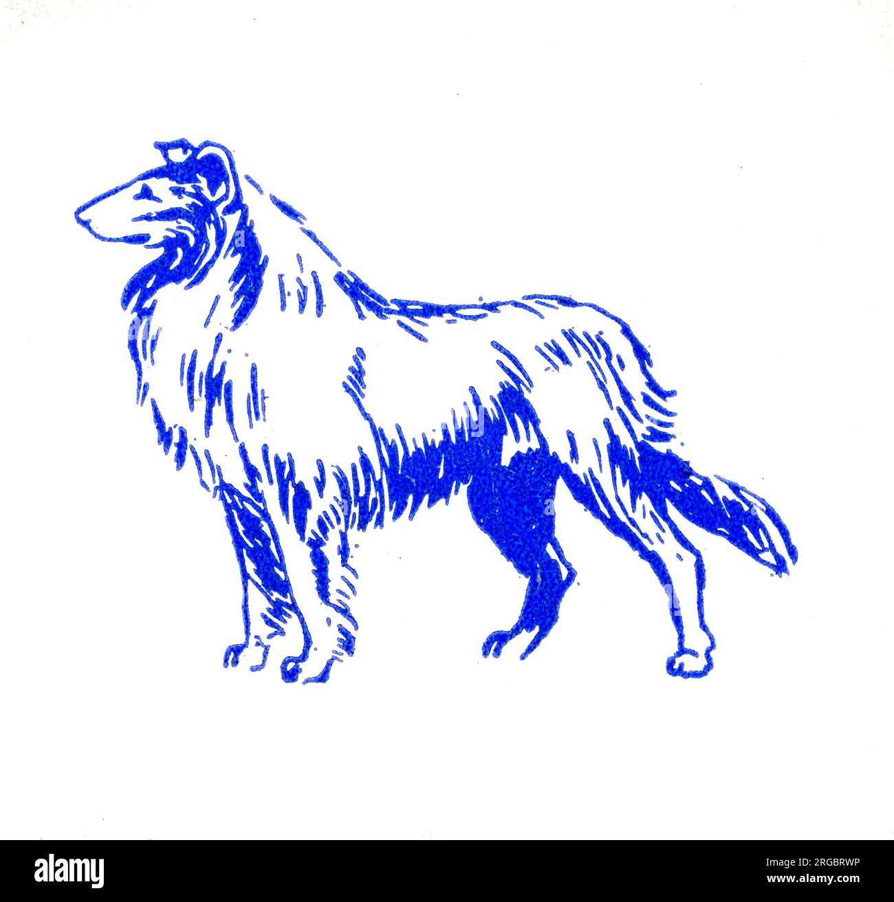 Collie Dog - 1950er Druckerblock Stockfoto