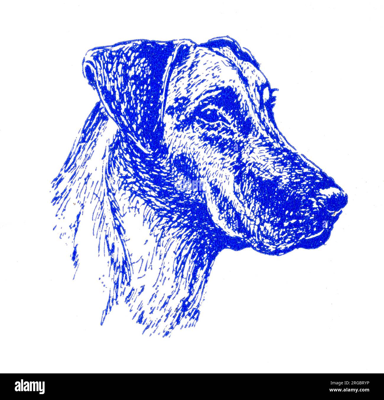 Hundekopf - 1950er-Druckerblock Stockfoto