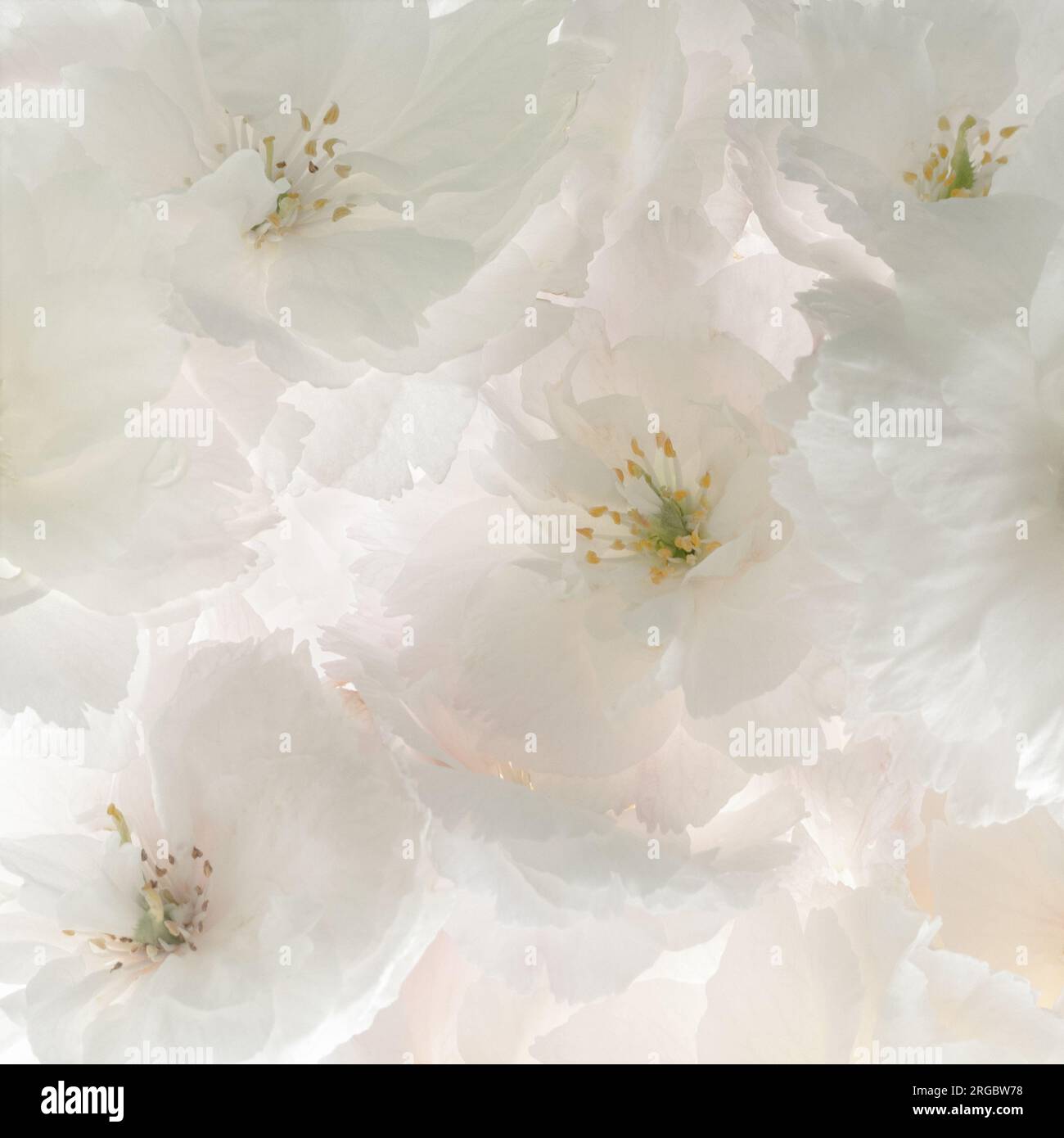 Eine Kollektion von Kirschblüten, die ein zartes, hinterleuchtetes Bündel weißer Blüten mit einem Hauch von Rosa bilden. Stockfoto