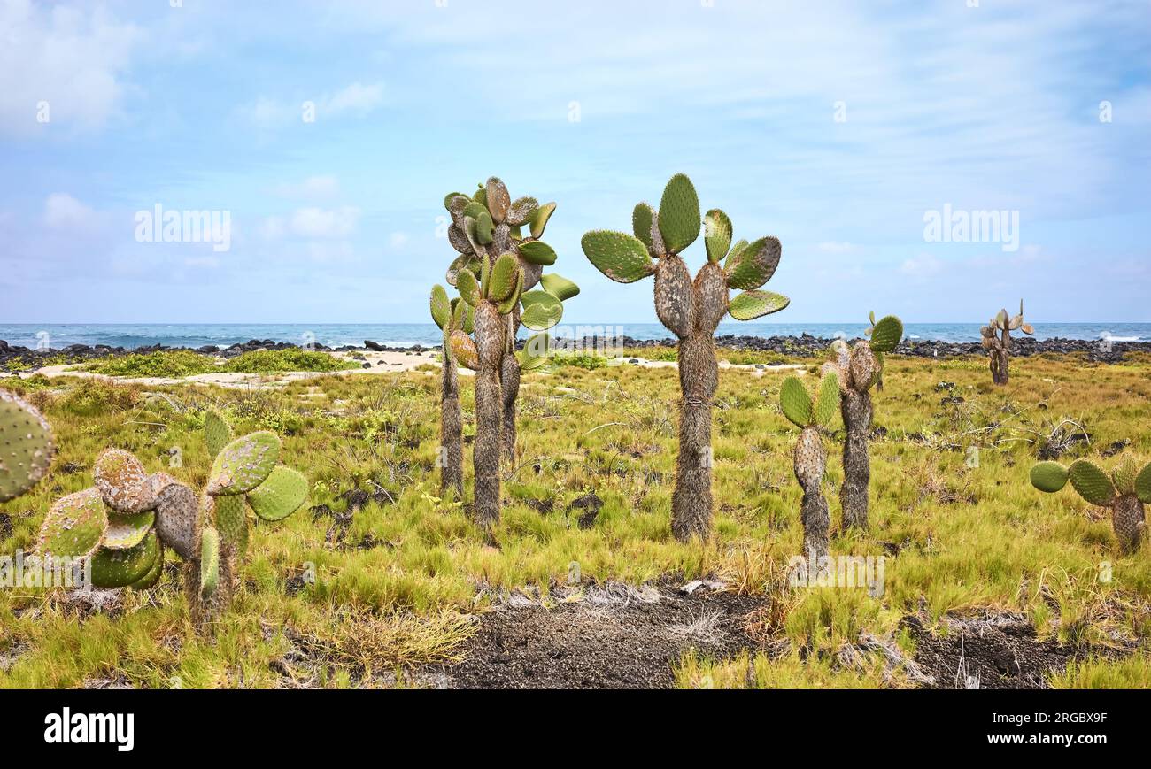 Urlandschaft der Insel Galapagos mit riesenopuntia (Opuntia galapageia) auf Santa Cruz, Galapagos-Nationalpark, Ecuador. Stockfoto