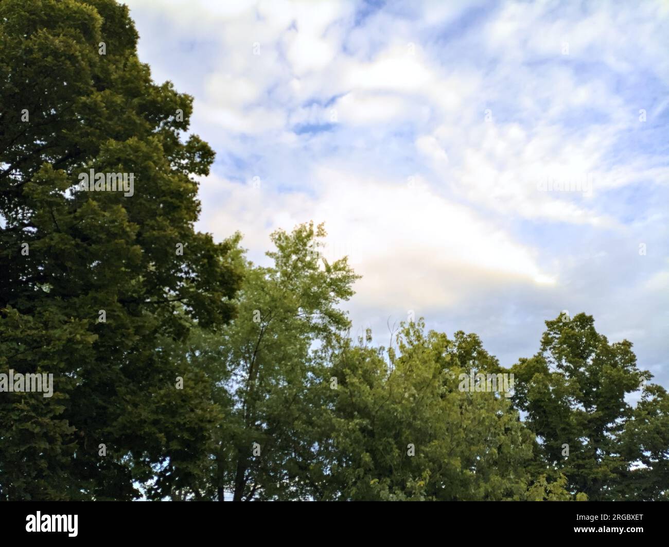 Sonnenuntergang am Himmel mit Wolken, eingerahmt von Baumkronen Stockfoto