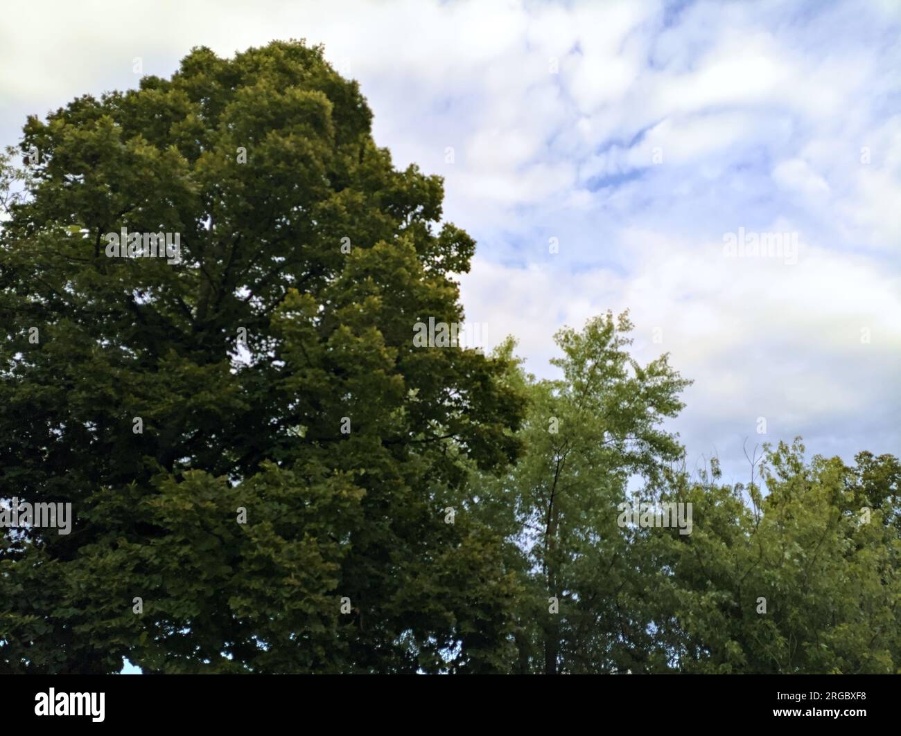 Sonnenuntergang am Himmel mit Wolken, eingerahmt von Baumkronen Stockfoto