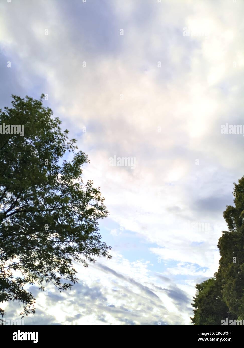 Sonnenuntergang am Himmel mit Wolken, eingerahmt von Baumkronen Stockfoto