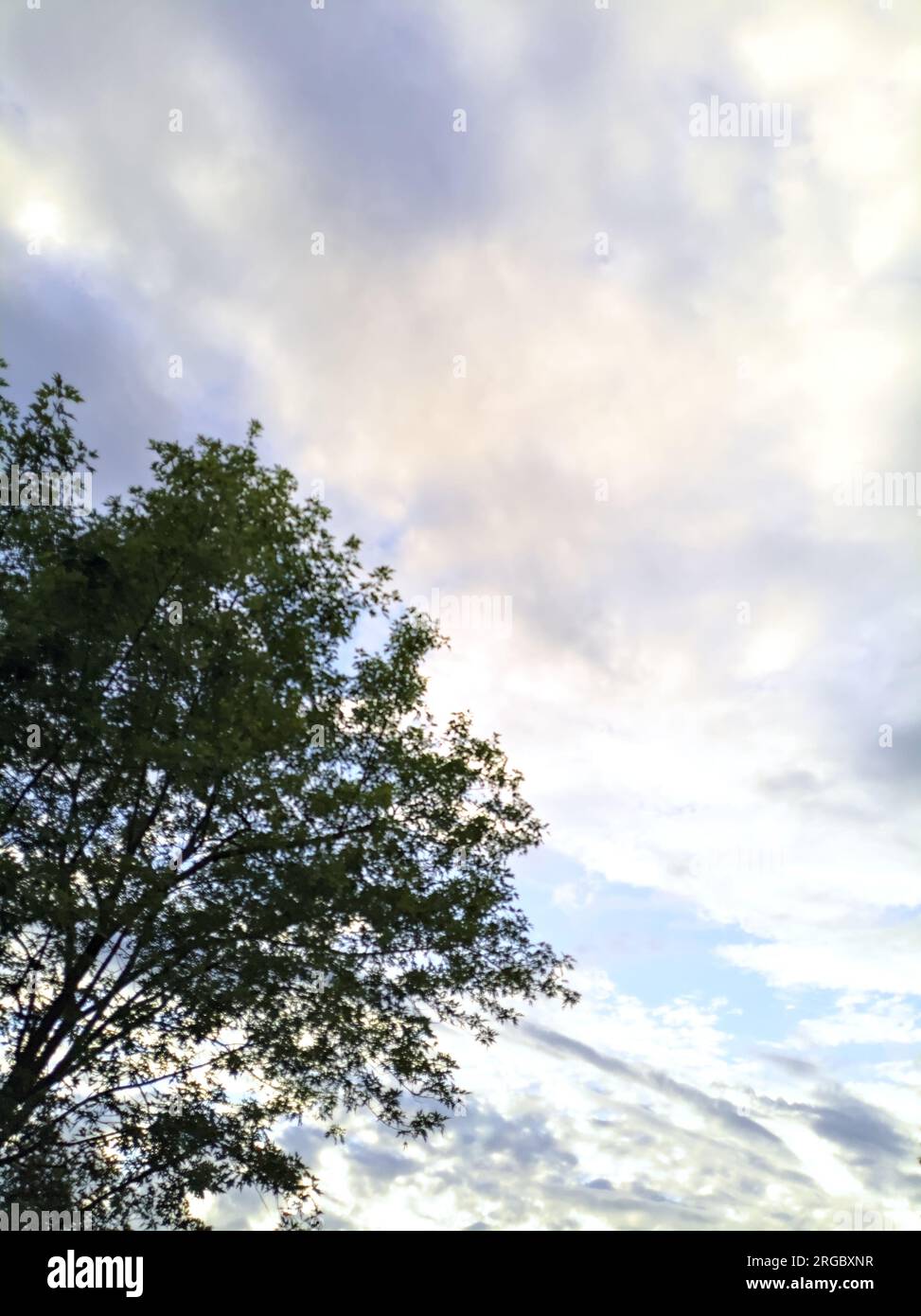 Sonnenuntergang am Himmel mit Wolken, eingerahmt von Baumkronen Stockfoto