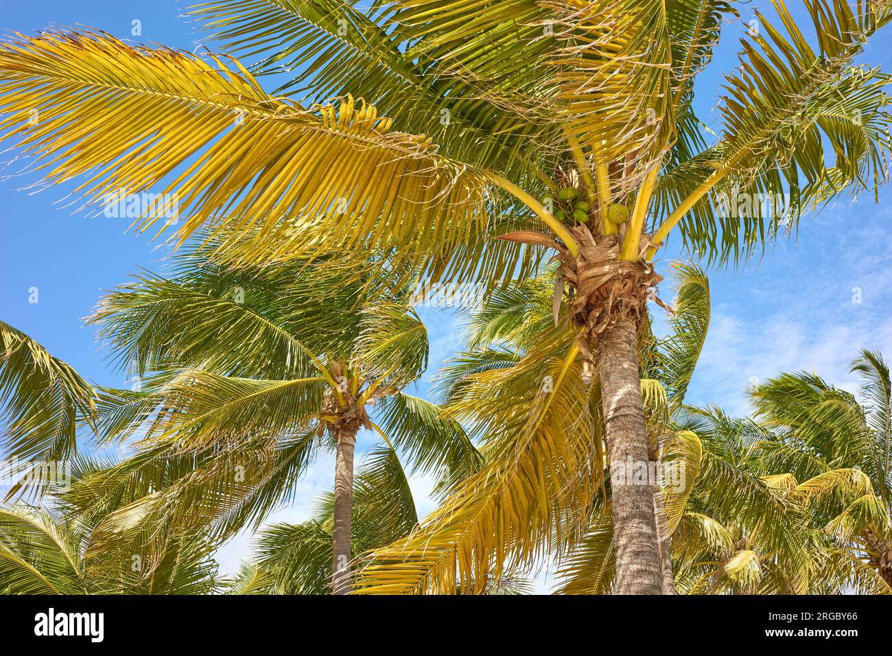 Kokospalmen am Himmel, Yucatan-Halbinsel, Mexiko. Stockfoto