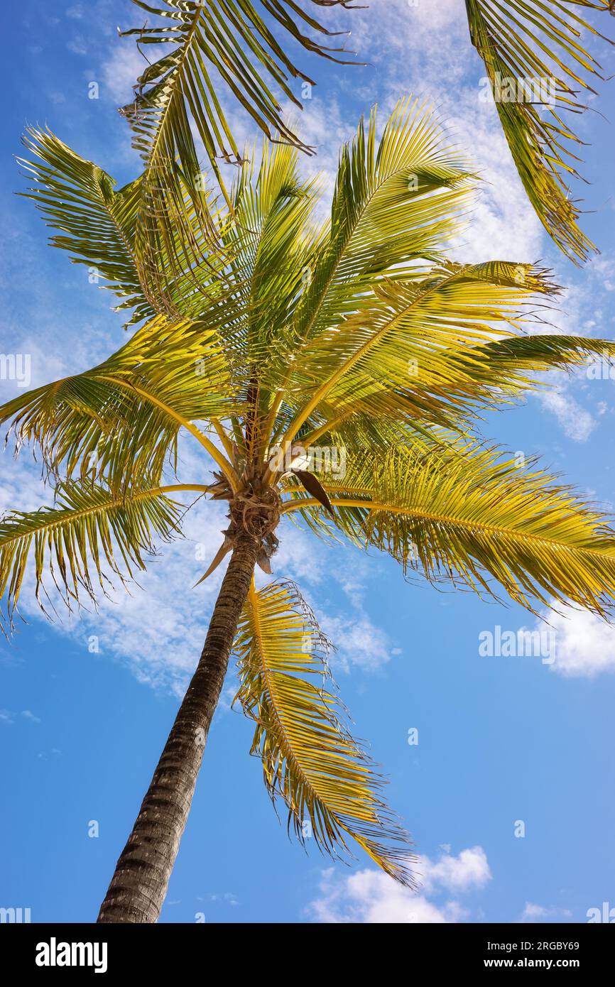 Kokospalme am Himmel, Yucatan-Halbinsel, Mexiko. Stockfoto