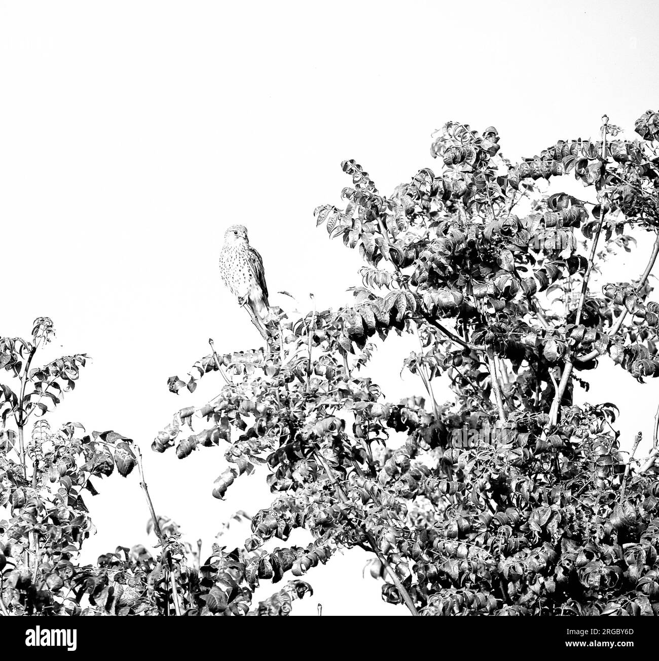 Turmfalke Stockfoto