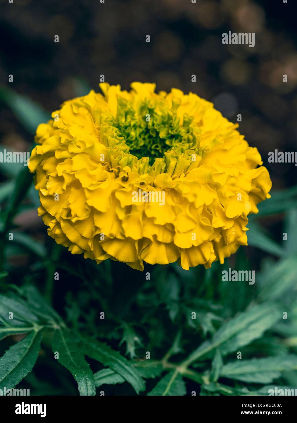 Nahaufnahme der Blume der afrikanischen Marigold (Tagetes erecta) Stockfoto