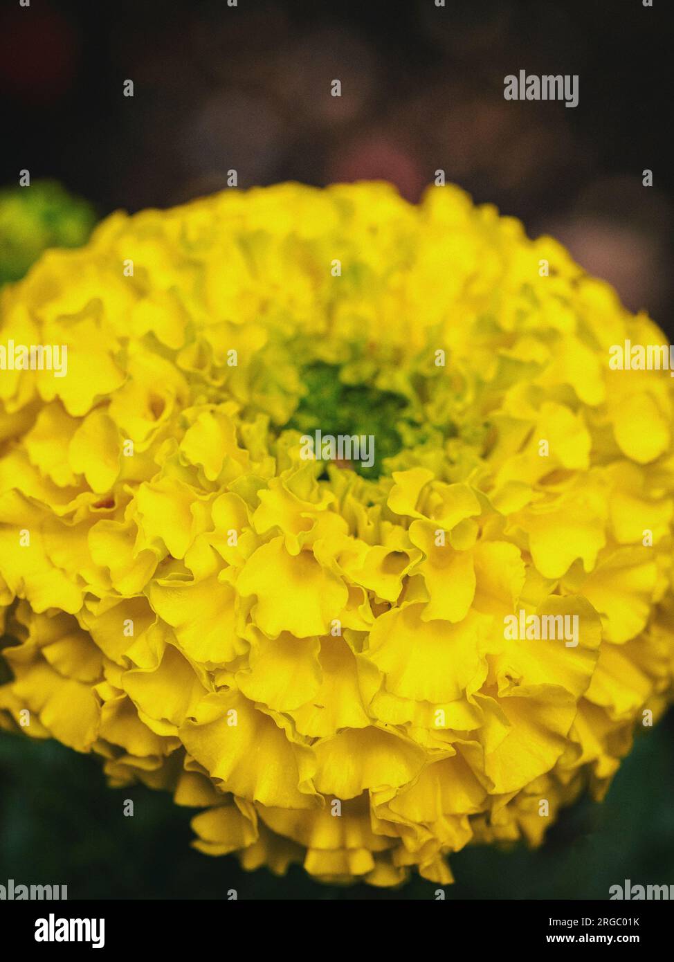 Nahaufnahme der Blütenblätter der afrikanischen Marigold (Tagetes erecta)-Blüte Stockfoto