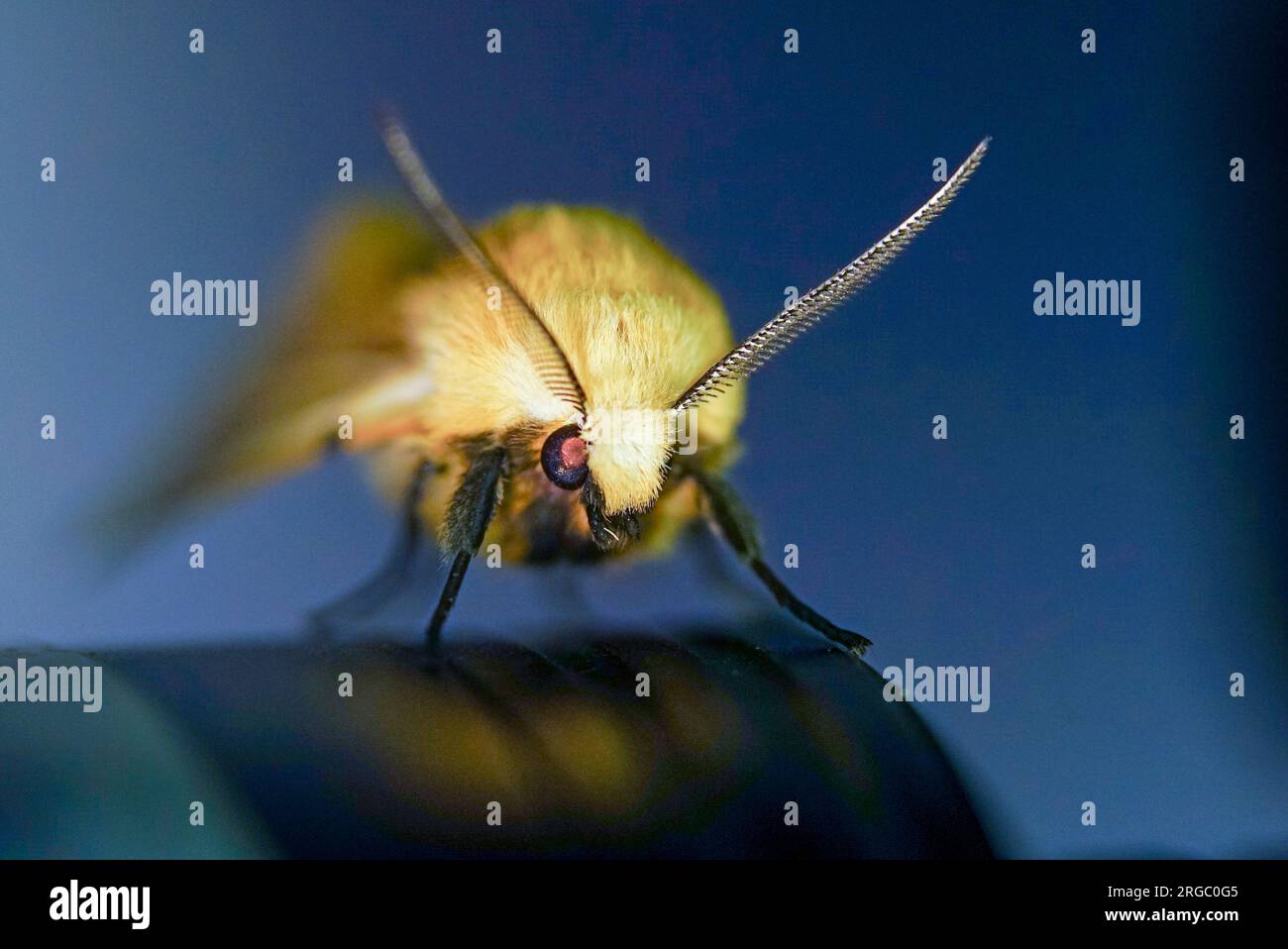 Spilosoma luteum mit leuchtendem Tapetum Lucidum am Rand des runden Objekts Stockfoto