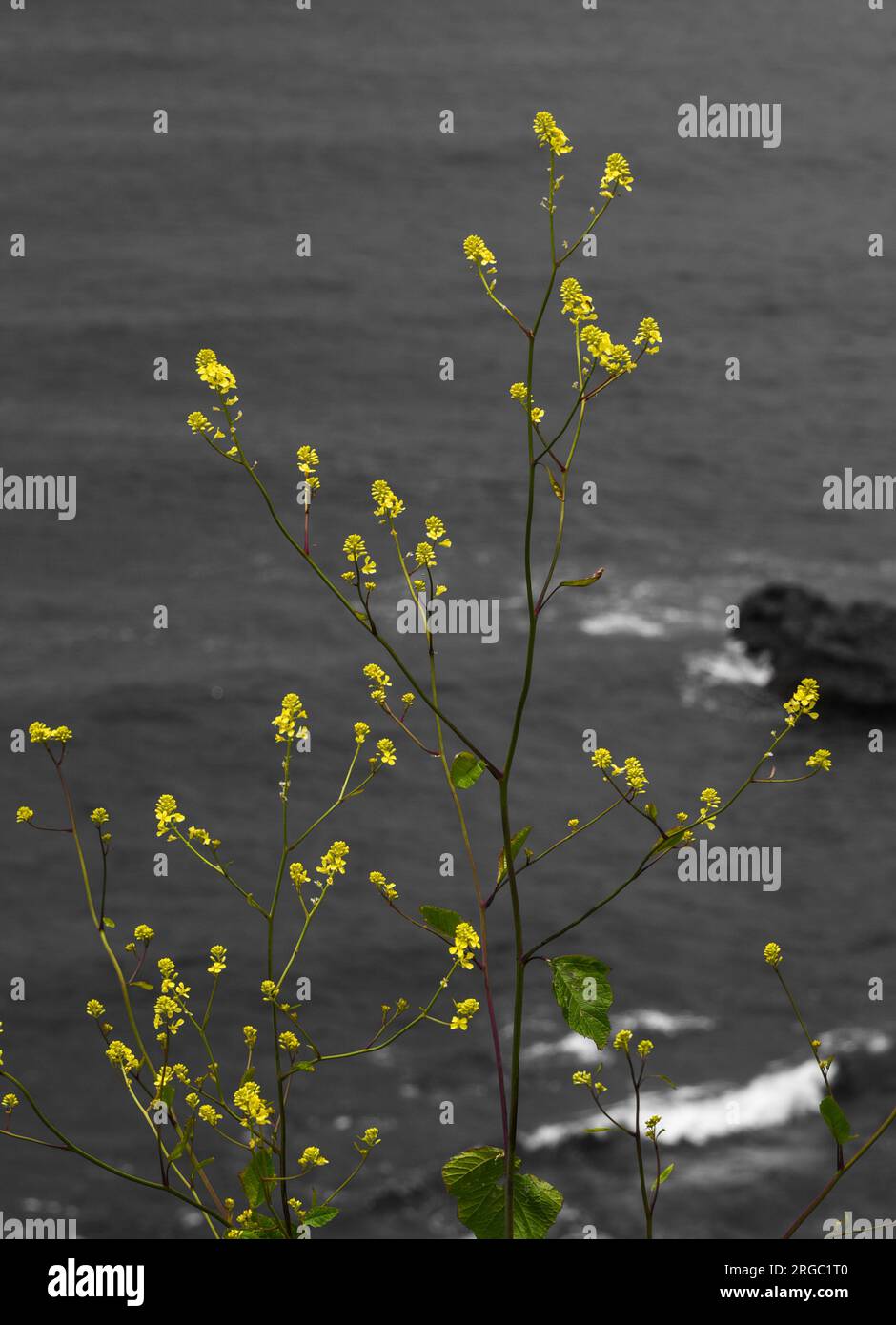 Gelbe Blumen Stockfoto
