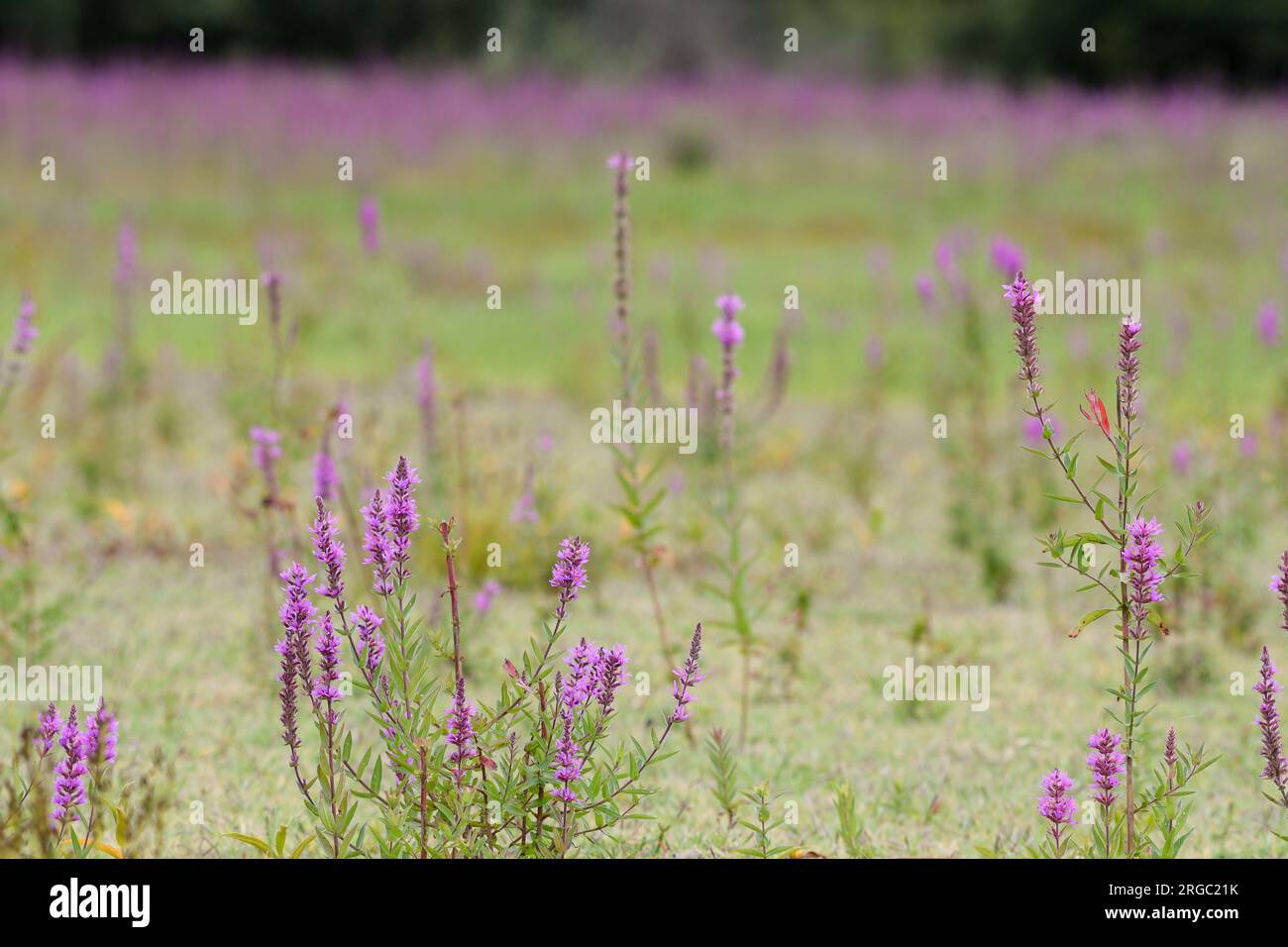 lythrum salicaria Meadow Stockfoto